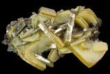 Sandwich Wulfenite Crystal Cluster - Ojuela Mine, Mexico #103489-1